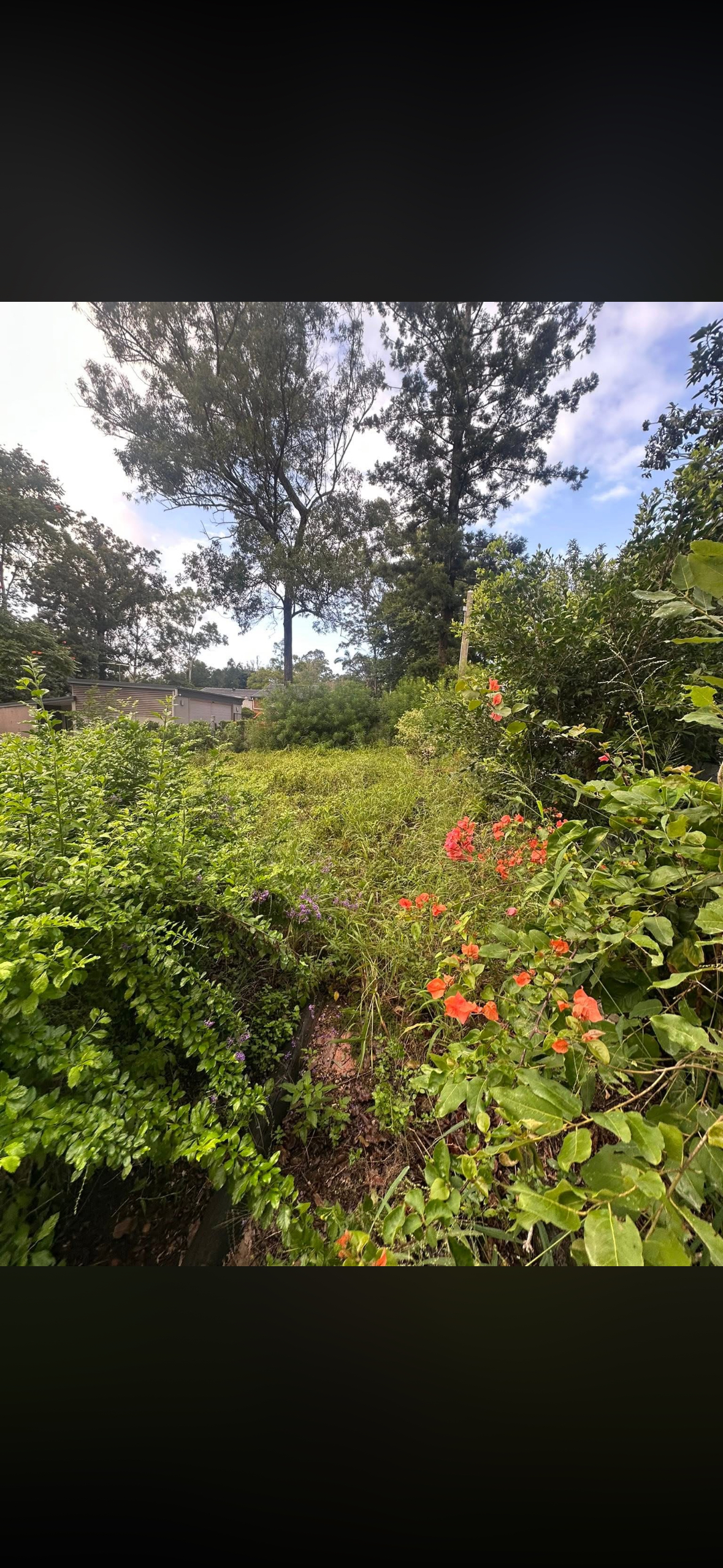 Overgrown yard before