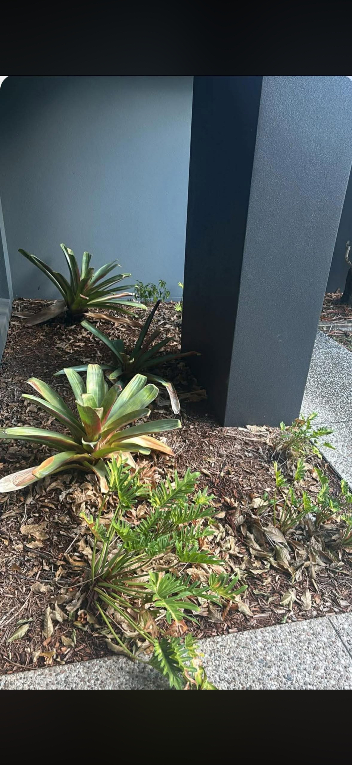 Neglected garden bed before