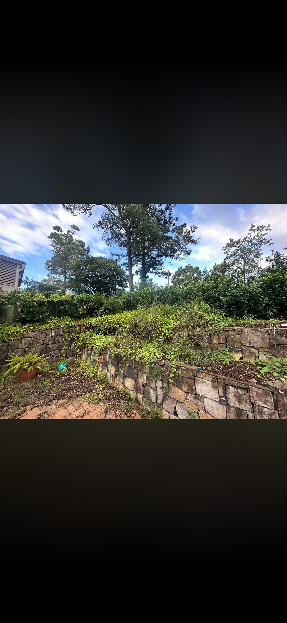 Overgrown retaining wall before